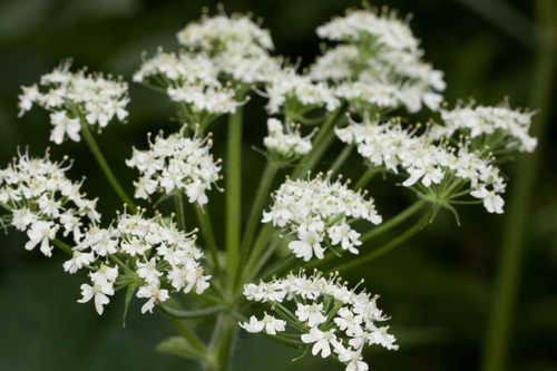 Heracleum maximum #67